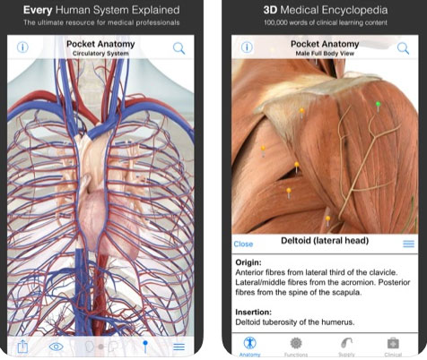 تطبيق Pocket Anatomy لدراسة التشريح